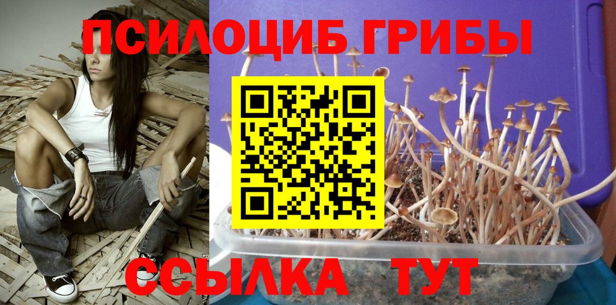 Алейск  Псилоцибиновые грибы мухоморы  купить наркоту  Вход с VPN 